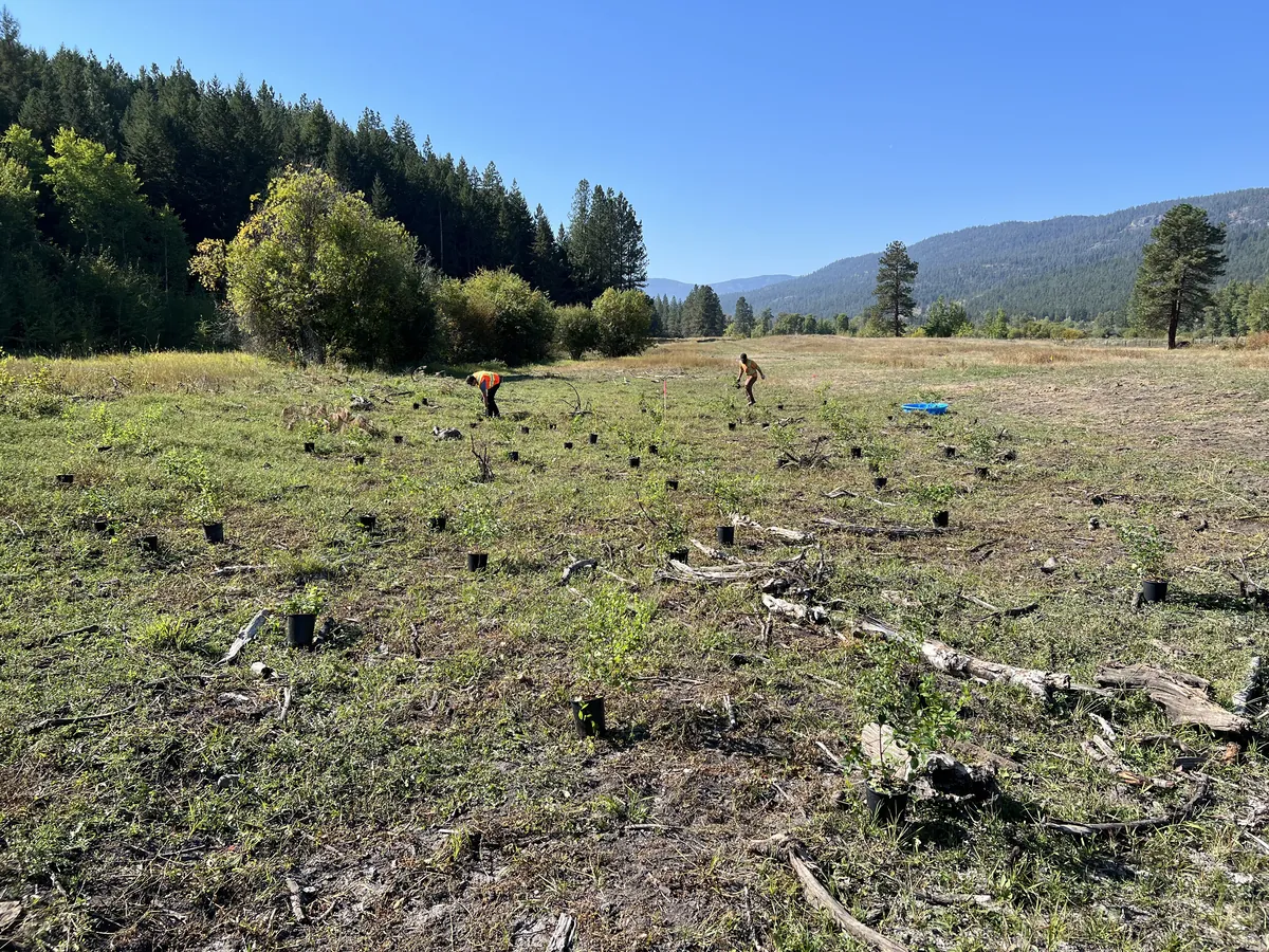Crews hand-planting seedlings across a cleared valley floor during a revegetation project
